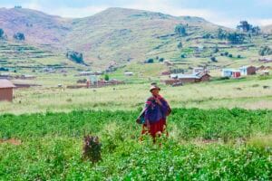 Native american old woman wearing typical aymara clothes stands on the potato field.
