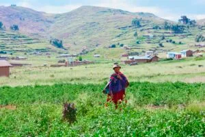Native american old woman wearing typical aymara clothes stands on the potato field.
