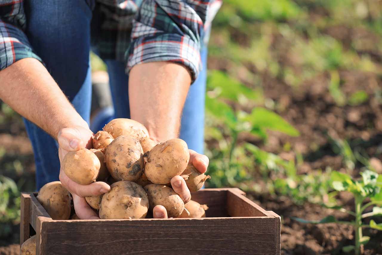 ABBIN: a união do mercado da Batata In Natura no Brasil