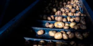 Retrato do início da jornada da batata até chegar nos supermercados e na mesa do consumidor.