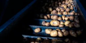 Retrato do início da jornada da batata até chegar nos supermercados e na mesa do consumidor.
