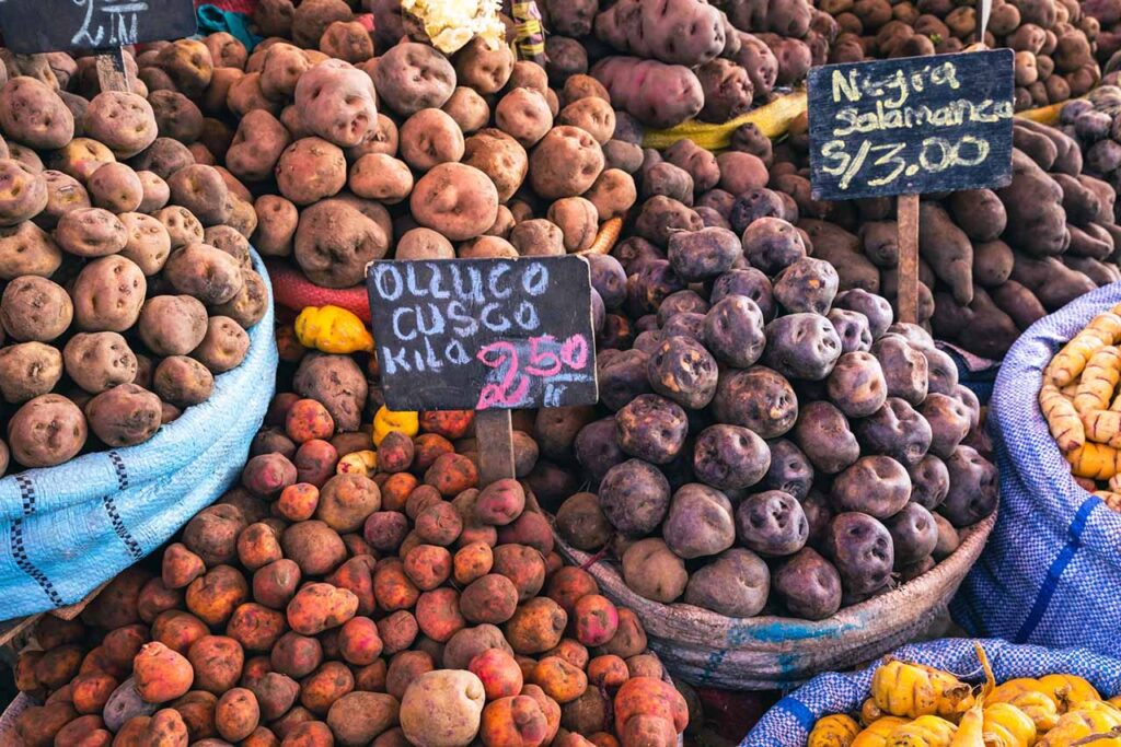 Diferentes tipos de batata. Não se sabe ao certo a origem da batata no mundo.