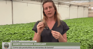 Mirela Ohpis em entrevista sobre batata semente.