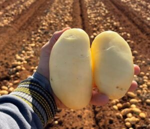 Imagem de batata cupido