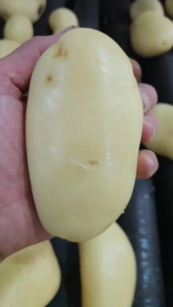 Batata cupido.