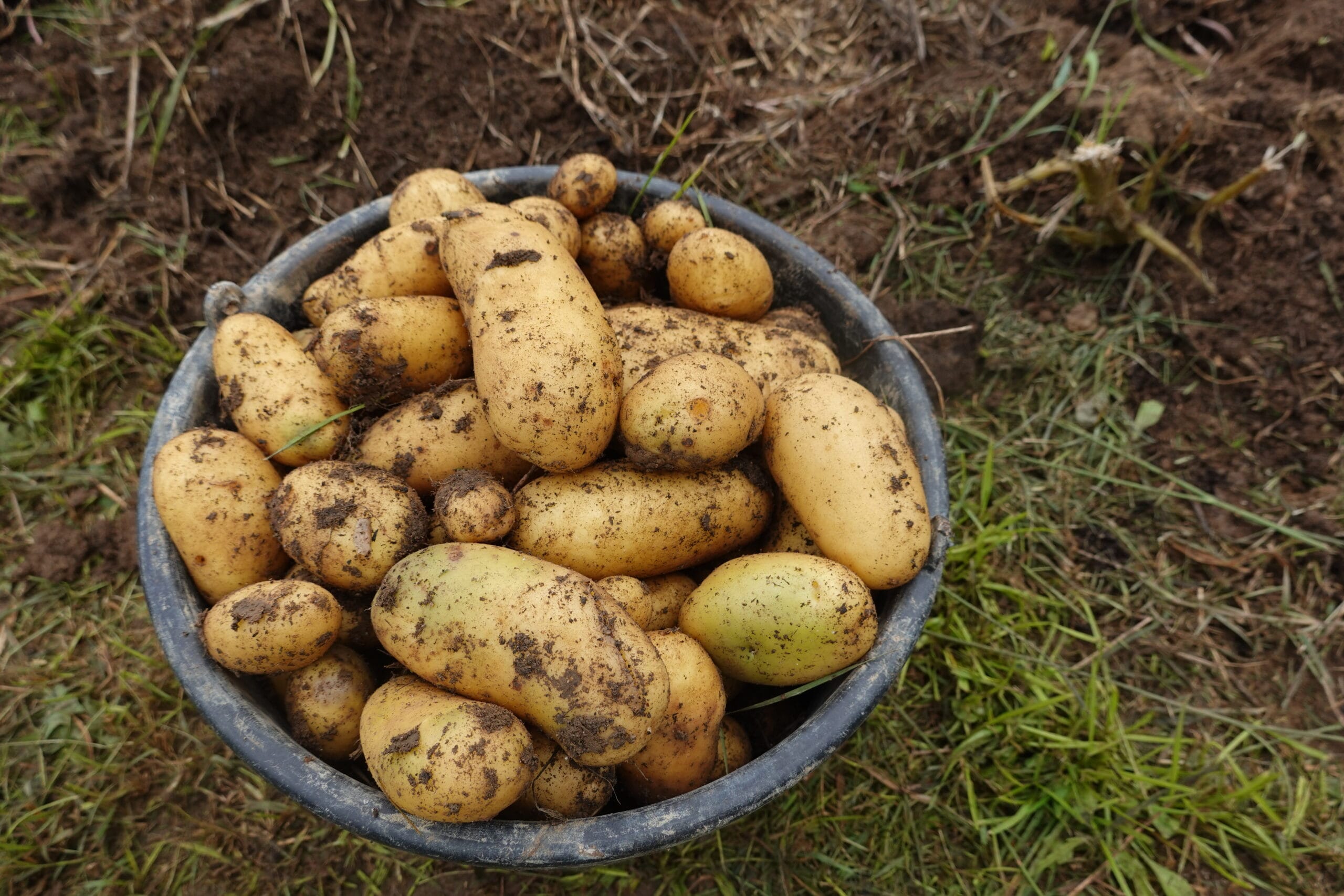 Batatas cultivadas com nanofertilizantes.