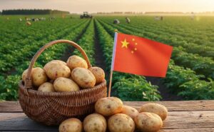 Imagem representando a batata na China.