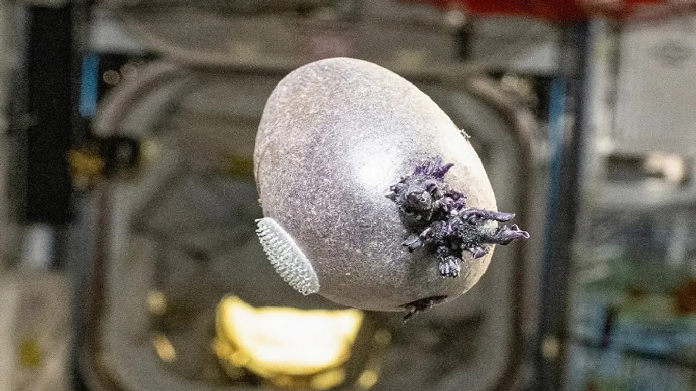 Imagem da batata da NASA, fotografada por Don Pettit.
