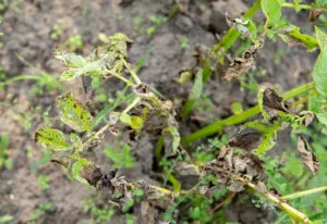 Imagem de requeima em plantação de batata.