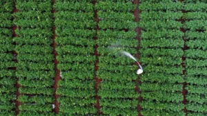 Sistema de plantação ilustrando a Batata de Baixo Carbono.