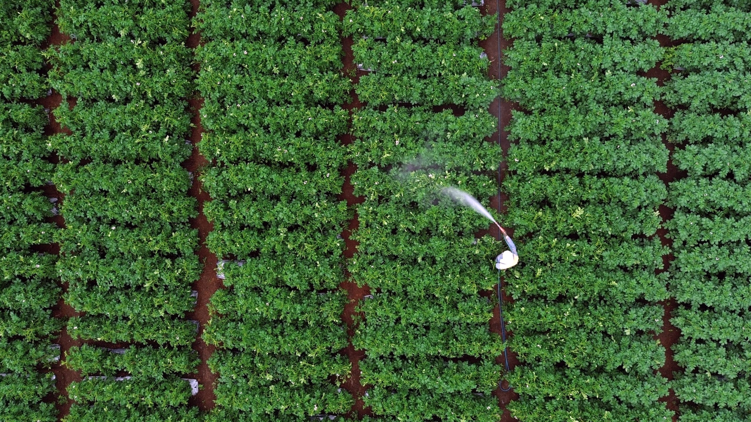 Sistema de plantação ilustrando a Batata de Baixo Carbono.