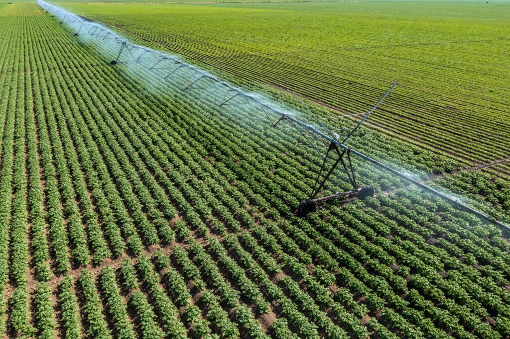 Imagem representando uma plantação de batata no Brasil.