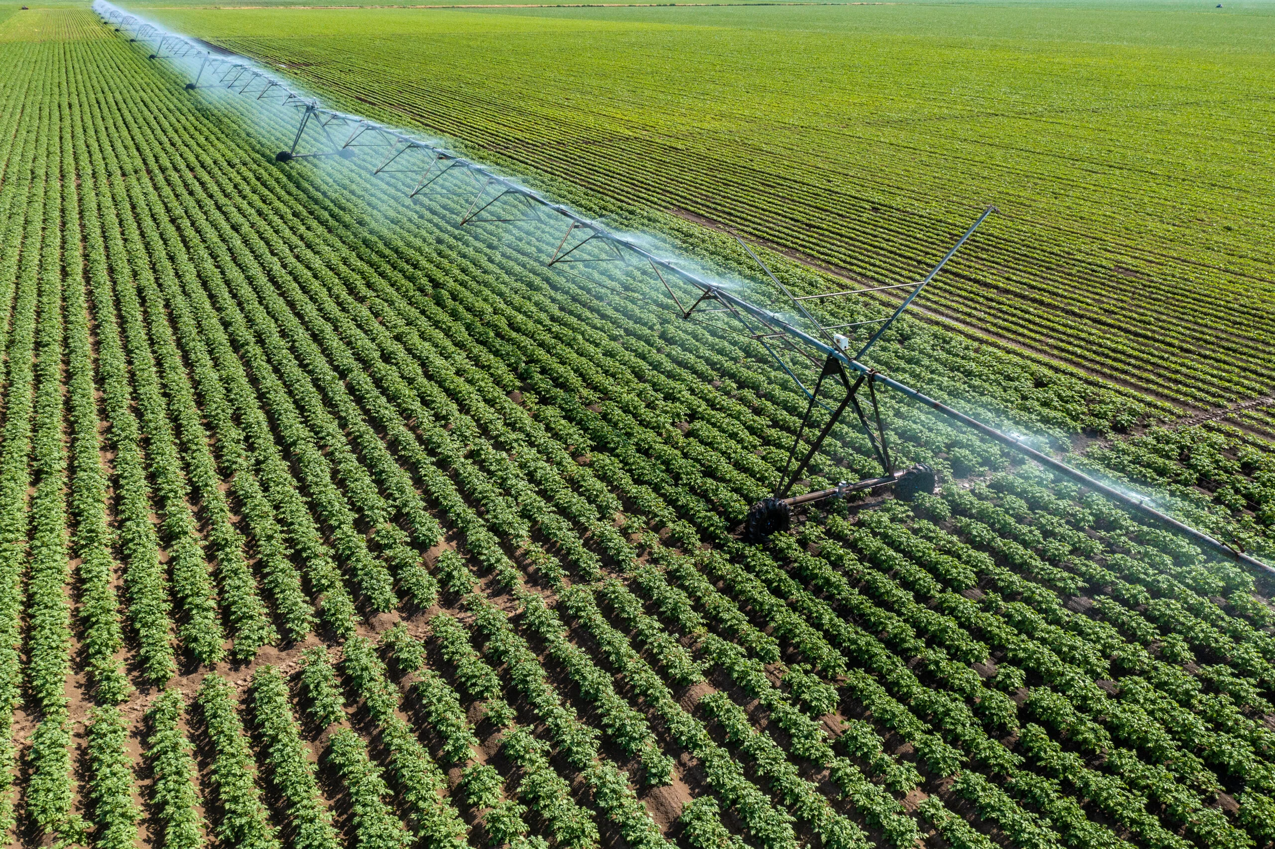 Imagem representando uma plantação de batata no Brasil.