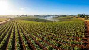 Imagem representando o cultivo da cadeia produtiva da batata no Brasil.