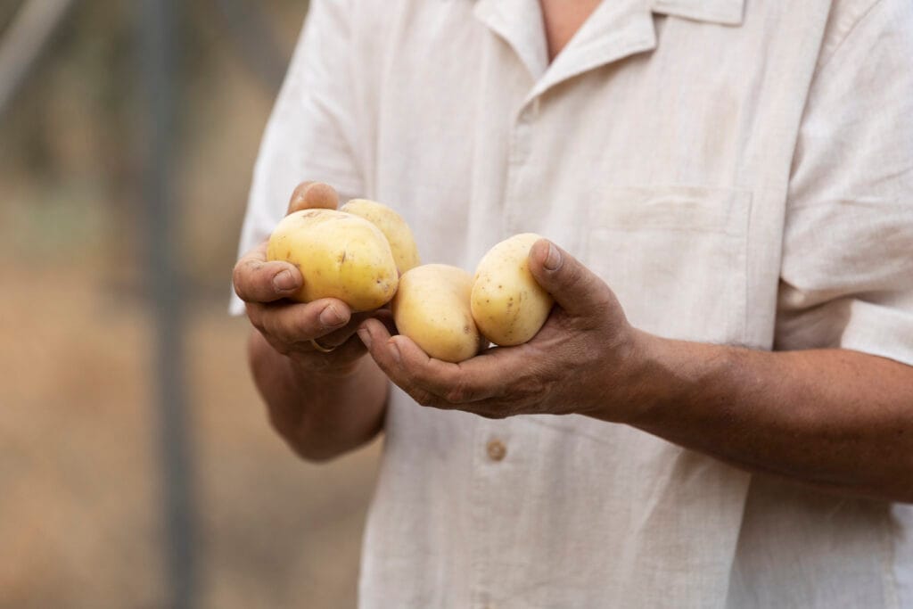 Imagem representando a safra de inverno da batata.