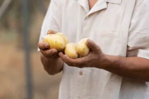 Imagem representando a safra de inverno da batata.
