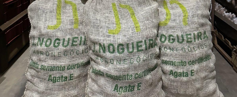 Todo o caminho da batata-semente de qualidade: a operação completa da J.Nogueira